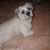 Photo de Lhassa apso