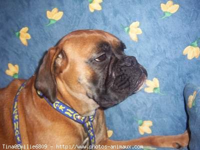 Photo de Boxer