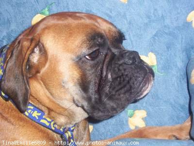 Photo de Boxer