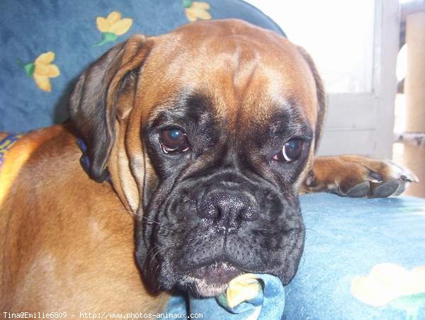 Photo de Boxer