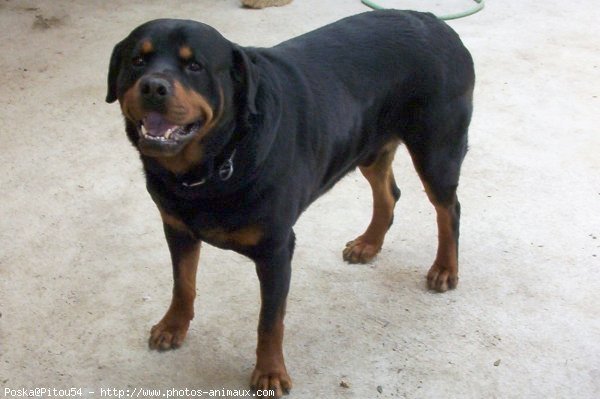 Photo de Rottweiler