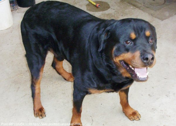 Photo de Rottweiler