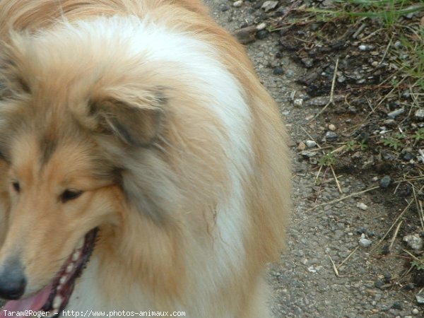 Photo de Colley  poil long