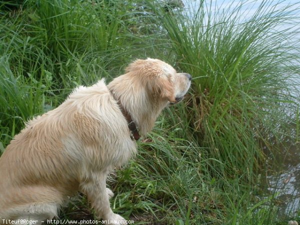 Photo de Golden retriever