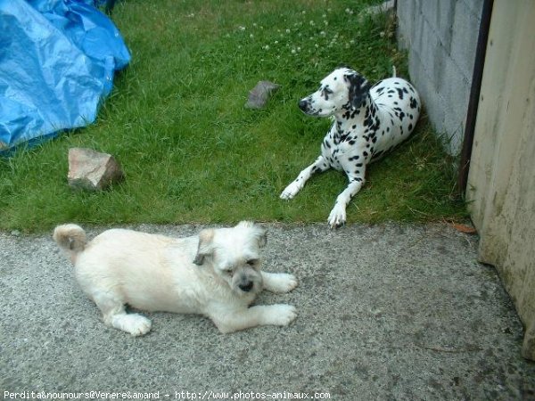 Photo de Races diffrentes