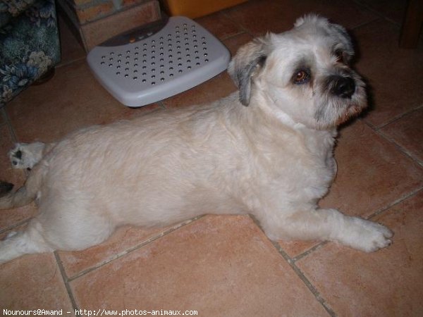 Photo de Lhassa apso