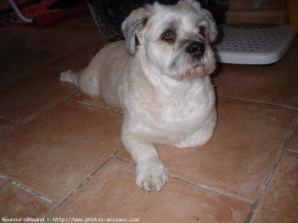 Photo de Lhassa apso