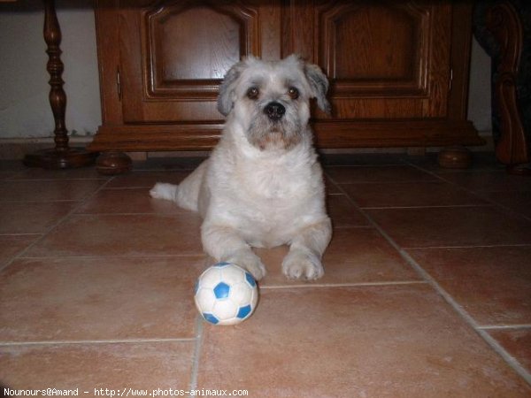 Photo de Lhassa apso