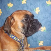 Photo de Boxer