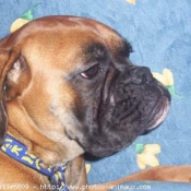 Photo de Boxer