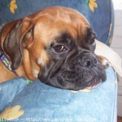 Photo de Boxer