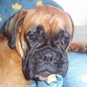 Photo de Boxer