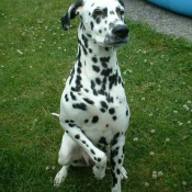 Photo de Dalmatien