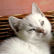 Photo de British shorthair