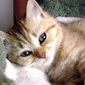 Photo de British shorthair