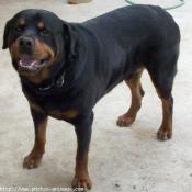 Photo de Rottweiler