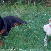 Photo de Rottweiler