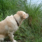 Photo de Golden retriever