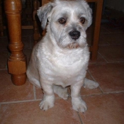 Photo de Lhassa apso