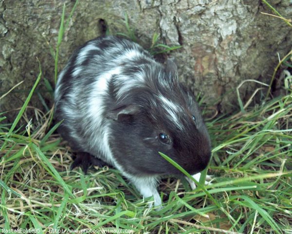 Photo de Cochon d'inde