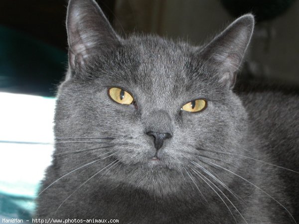 Photo de Chartreux