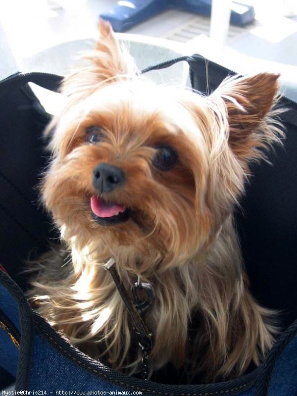 Photo de Yorkshire terrier