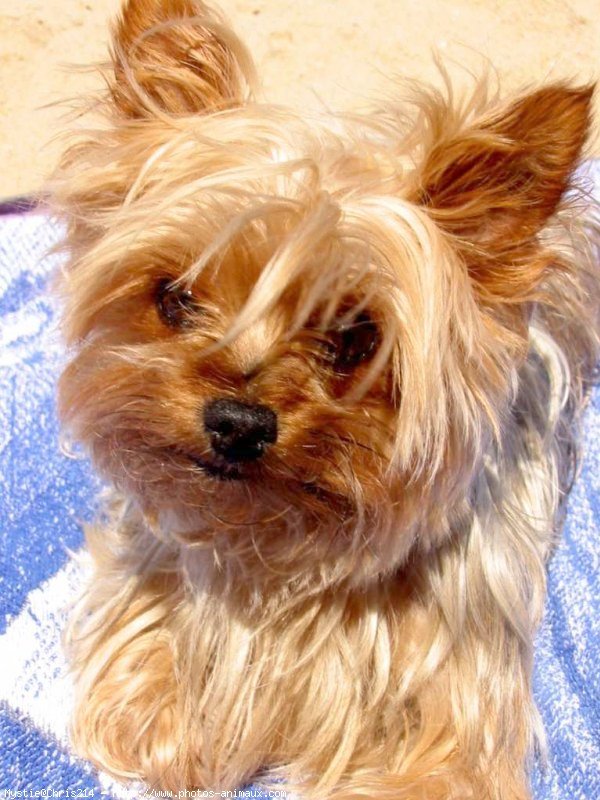 Photo de Yorkshire terrier