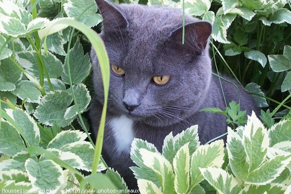 Photo de Chat domestique