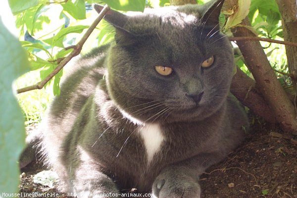 Photo de Chat domestique