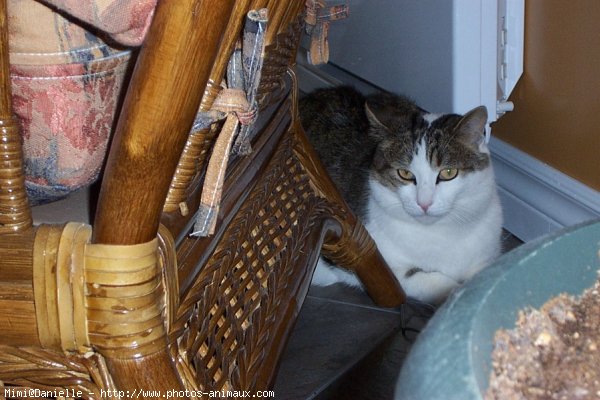 Photo de Chat domestique