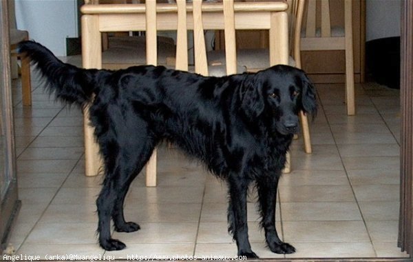 Photo de Retriever  poil plat