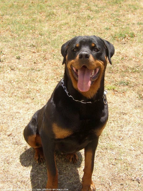 Photo de Rottweiler