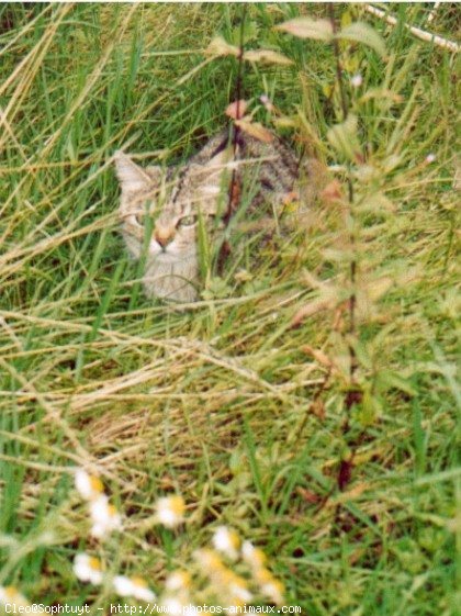 Photo de Chat domestique