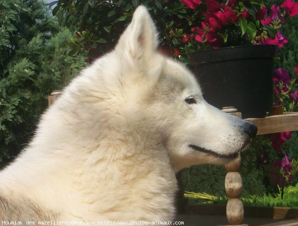 Photo de Husky siberien