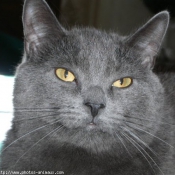 Photo de Chartreux