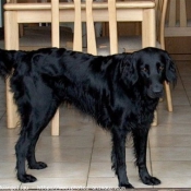 Photo de Retriever  poil plat