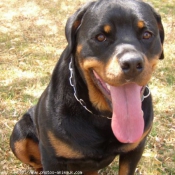 Photo de Rottweiler