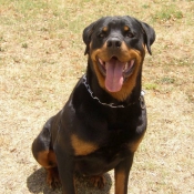 Photo de Rottweiler