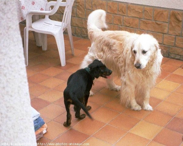 Photo de Golden retriever