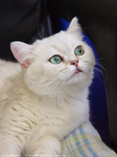 Photo de British shorthair