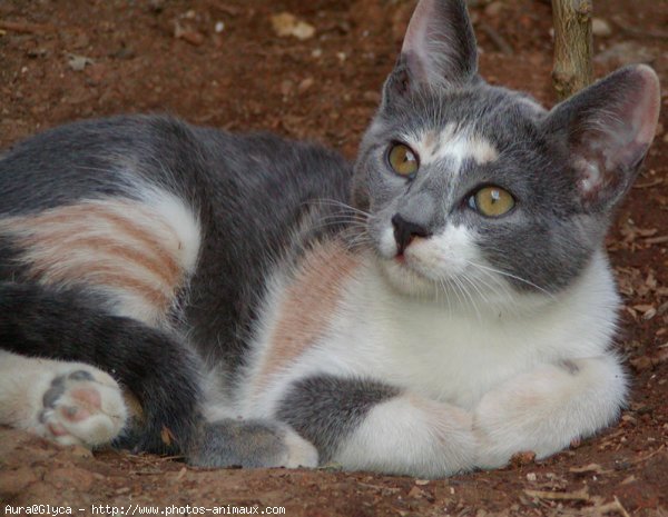 Photo de Chat domestique