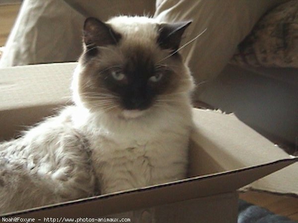 Photo de Ragdoll