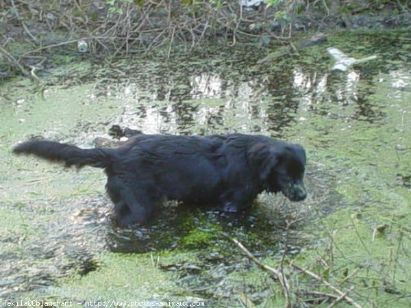 Photo de Chien de terre-neuve