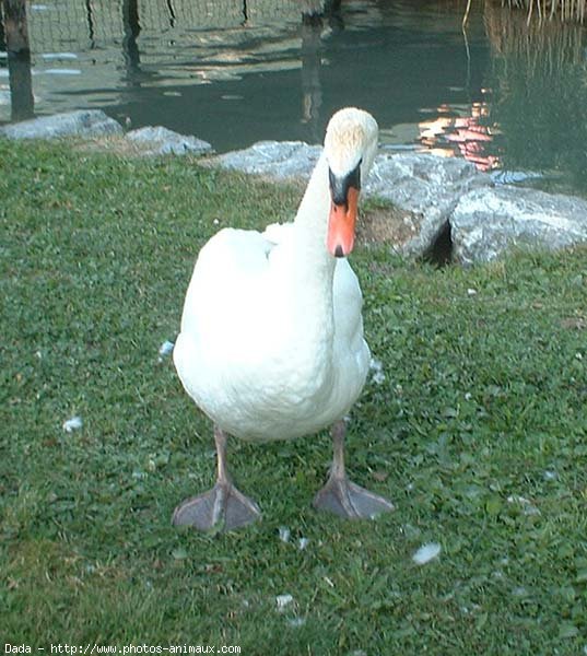 Photo de Cygne