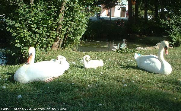 Photo de Cygne