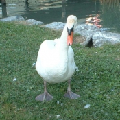 Photo de Cygne