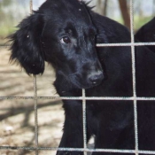 Photo de Retriever  poil plat