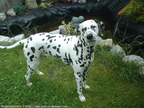 Photo de Dalmatien