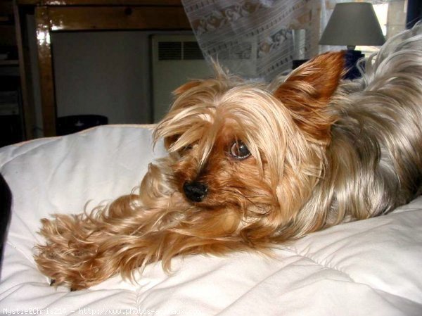 Photo de Yorkshire terrier