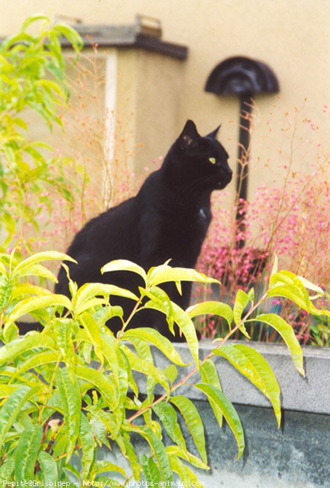 Photo de Chat domestique